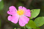 Prairie rose